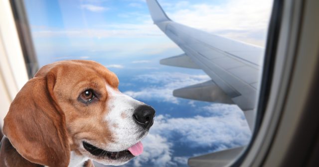 media-how-to-ship-pets-across-country